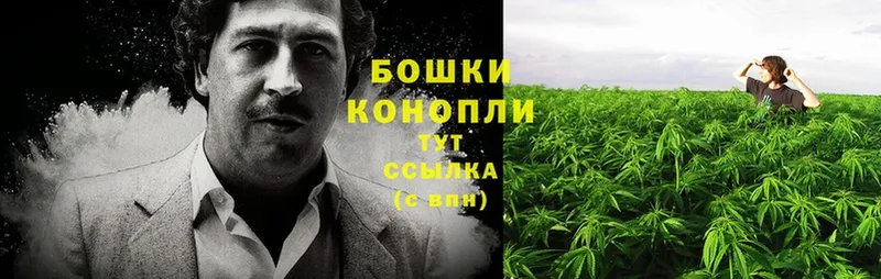 где купить   Белая Холуница  Марихуана THC 21% 